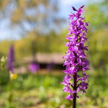 Villaggio Anemone - Chalet Mirtillo Capanne di Sillano المظهر الخارجي الصورة
